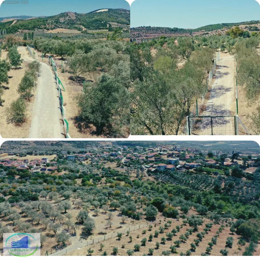 KENT GAYRİMENKUL'DEN FIRSAT KONUMDA TAKASLI 450 METRE ZEYTİNLİK - görsel 1
